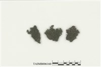 藏品(細體頂鱗蘚 )的圖片